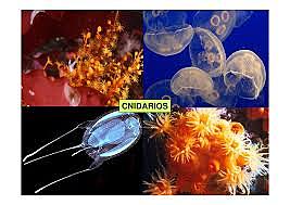 El surgimiento de las primeras neuronas.