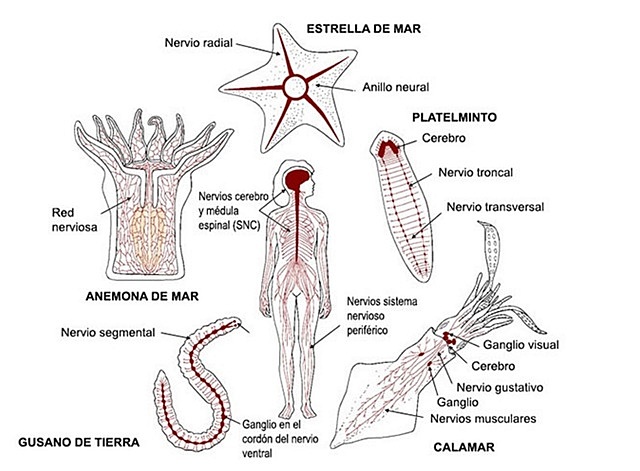 La aparición de al menos dos tipos de organización nerviosa.