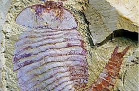 El surgimiento del primer cerebro.