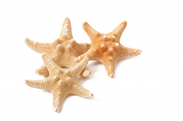 Primeras organizaciones nerviosas