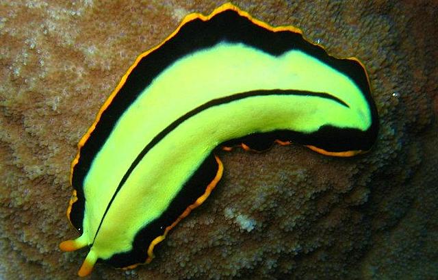 Organismos con simetría bilateral