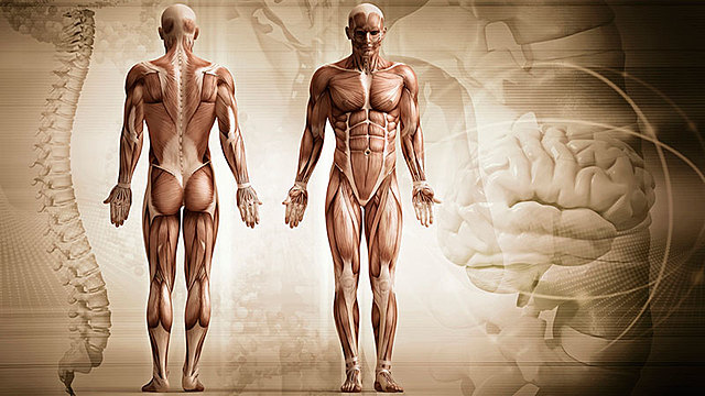 Manipulacion Osteopatica