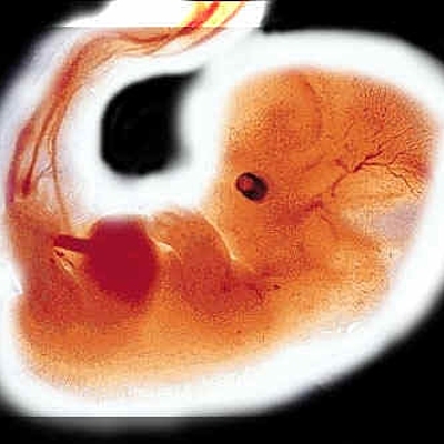 Timeline: Historia de la embriología