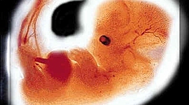 Timeline: Historia de la embriología