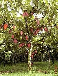 Árbol del cacao