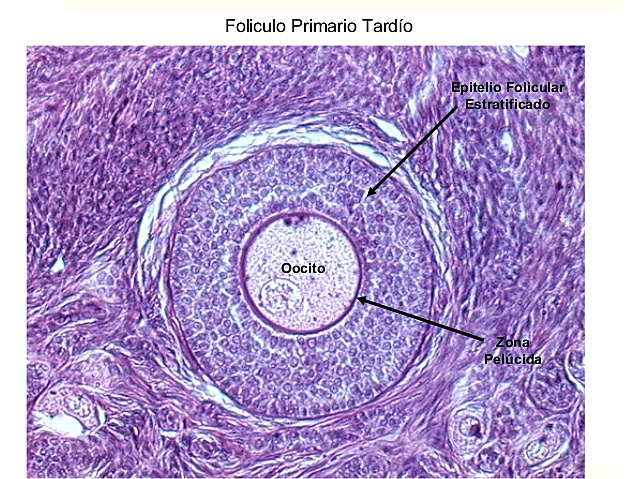 Ovocito primario 46,xx