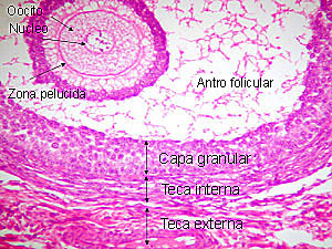 Ovocito secundario 23,X