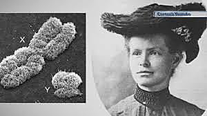 Nettie Maria Stevens (1861-1912)