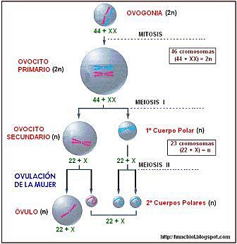 Ovocito secundario 23,X