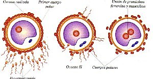Ovocito fecundado