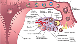 Timeline: GAMETOGENESIS - Ovogenesis