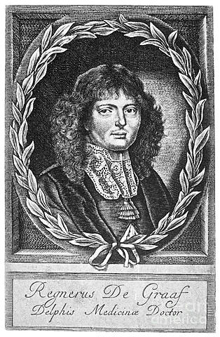 Regnier de Graaf (1641-1673)