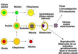 Hans Spemann (1869-1941)