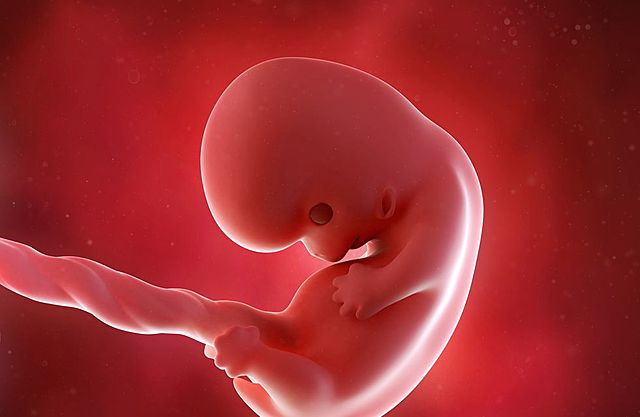 SEGUNDO MES DEL DESARROLLO FETAL