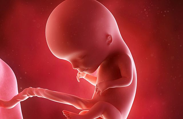 TERCER MES DEL DESARROLLO FETAL