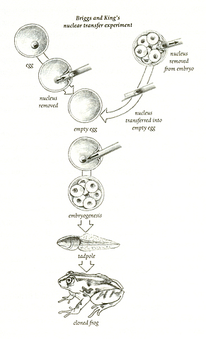 Robert Briggs (1911-1983) y Thomas King (1921-2000)