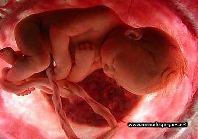 CUARTO MES DEL DESARROLLO FETAL