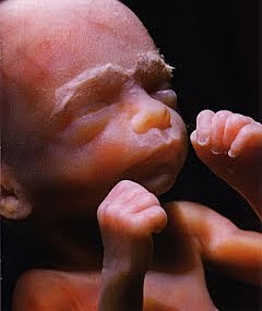 QUINTO MES DEL DESARROLLO FETAL