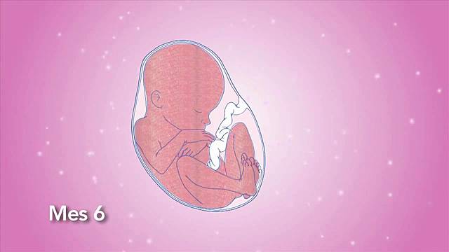 SEXTO MES DEL DESARROLLO FETAL