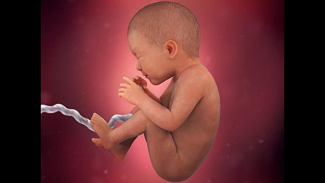 SEPTIMO MES DEL DESARROLLO FETAL