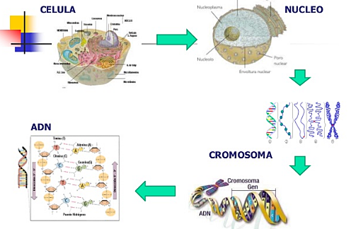 Efectos deterministas (reacciones tisulares nocivas)
