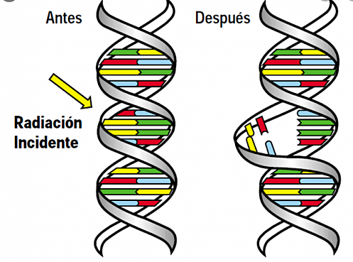 Efectos estocásticos