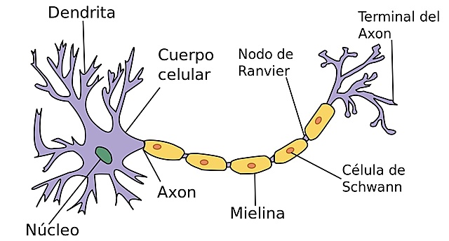 Origen de las neuronas (600 millones de años atrás)