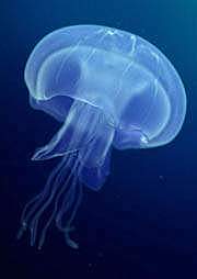 Primer sistema nervioso (500 a 600 millones de años atrás)