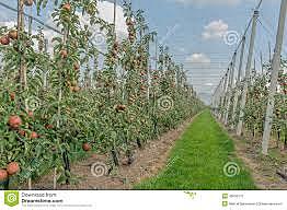 Presupuesto base cero.