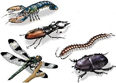 Cerebro diferenciado + Primeros ganglios neuronales (525 a 550 millones de años atrás)