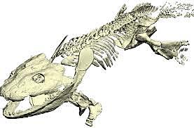 Vertebrados (535 millones de años atrás)