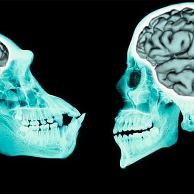 Timeline: ¿DE DONDE VIENE Y PARA DONDE VA EL CEREBRO?