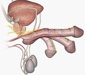 Erección en un cadaver