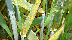 LA ENFERMEDAD Y LA RELIGIÓN