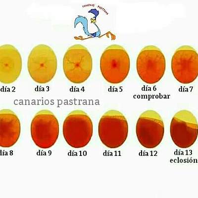 Timeline: Historia de la Embriología - Julio Saldaña Camarillo