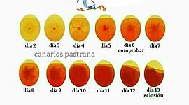 Timeline: Historia de la Embriología - Julio Saldaña Camarillo