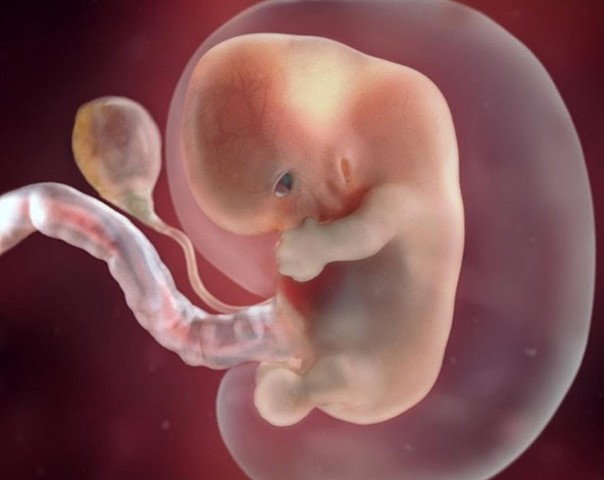 Cuarto mes de embarazo