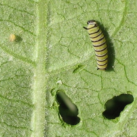 caterpillar hatches and begins to feed on leaf