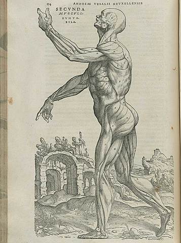 Andreas Vesalius