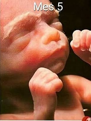 Quinto mes de embarazo