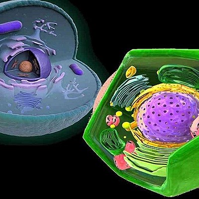 Timeline: Teoría Celular por Diana Cataño - Liliana Mosquera