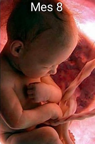 Octavo mes de embarazo