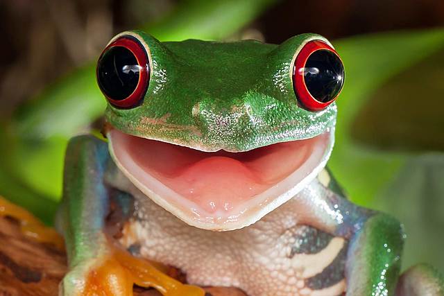 Robert Briggs (1911-1983) y Thomas King (1921-200)