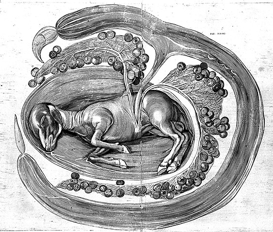 Hieronymus Fabricius de Acquapendente