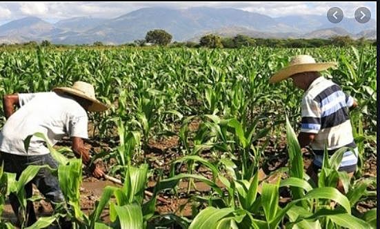 Jornadas de trabajo para campesinos