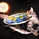 Flat earth cat