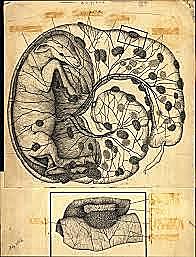 BARTOLOMEO EUSTAQUIO (1514-1574)