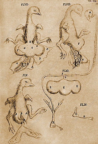 MARCELLO MALPIGHI (1628-1694)