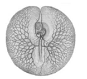 CHRISTIAN PANDER (1794-1865)