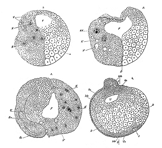 WILHELM ROUX (1850-1924)
